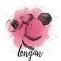 Vector illustration of a longan graphics