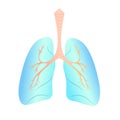 Vector illustration of the lungs