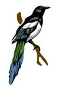 Vector illustration magpie