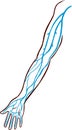 Vector illustration of a the major veins of the arm.