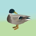 Male wild duck vector