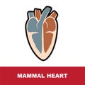 Vector illustration of mammal schematic heart anatomy