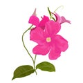 Vector Illustration of Mandevilla Sanden Royalty Free Stock Photo