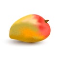 Vector illustration mango in realistic style. Whole yellow-red-orange-green mango