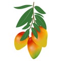 Vector illustration of mango on a white background. Several mangoes on a branch.