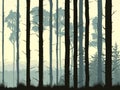 Horizontal illustration of pinewood forest. Royalty Free Stock Photo