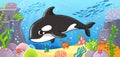 Vector illustration on a marine theme with a cute killer whale