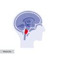 Vector illustration of Medulla oblongata Royalty Free Stock Photo