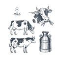 Milk farm collection. Cow engraved illustration. Vintage husbandry. Vector illustration Royalty Free Stock Photo