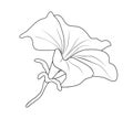 Vector illustration of mirabilis flower