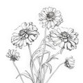 Delicate Ink Drawing Of Zinnia-shaped Snapdragon Flowers