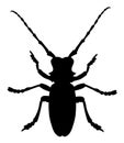 Beetle Morimus Funereus Royalty Free Stock Photo