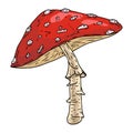 Vector illustration of a mushroom. Inedible mushroom in the forest. Amanita Royalty Free Stock Photo