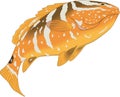 Nassau Grouper Illustration