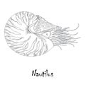 Vector illustration of Nautilus Pompilius or chambered nautilus isolated on white background. Sea mollusk in contour style