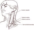 Vector illustration of Neck muscles anatomy Royalty Free Stock Photo