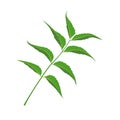 neem leaf Azadirachta indica A. Juss, a medicinal plant in ayurvedic medicine.