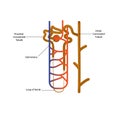 Vector illustration of the nephron structure