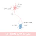 Vector illustration of neuron anatomy. Axon, dendrites and cell body