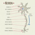 Vector illustration neuron chart