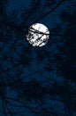 Vector illustration of a night scene, looking at a full moon in the dark blue sky through black branches and leaves Royalty Free Stock Photo