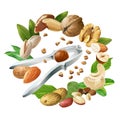 Vector illustration of nutcracker and nuts