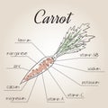 Vector illustration of nutrient list for carrot