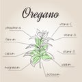 Vector illustration of nutrient list for oregano