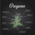 Vector illustration of nutrient list for oregano