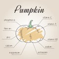 Vector illustration of nutrient list for pumpkin
