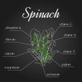 Vector illustration of nutrient list for spinach