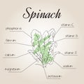 Vector illustration of nutrient list for spinach