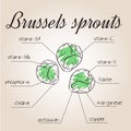 Vector illustration of nutrients list for brussels sprouts