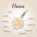 Vector illustration of nutrients list for onion