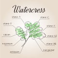 Vector illustration of nutrients list for watercress