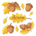 Vector illustration of oak acorn. Oak tree branch with leaves and acorns. Acorn separate, acorn with leaf isolated on a Royalty Free Stock Photo