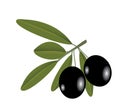 Vector illustration of the olive on the branch