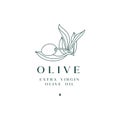 Vector illustration olive branch - simple linear style. Logo composition with olives and typography. Royalty Free Stock Photo