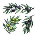 Vector illustration of olive branches. Royalty Free Stock Photo