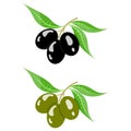 Vector illustration of olives