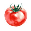 Vector illustration of one fresh red tomato isolated on a white background Royalty Free Stock Photo