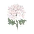 Vector illustration of one pink chrysanthemum flower. For those born in November