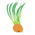 Green onion. Vector illustration. Onion isolated on the white background