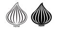 Vector illustration onion