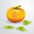 Vector illustration of orange pumpkin and green