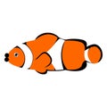 Vector illustration of orange striped clown fish, on the white background