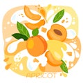 Vector illustration of an organic apricot milkshake or fruit drink. ripe apricot fruits with splash of milk and bright fresh