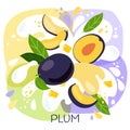 Vector illustration of an organic plum milkshake or fruit drink. ripe plum fruits with splash of milk and bright fresh plum juice