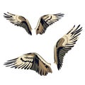 Osprey wings in two variation