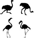 Vector illustration ostrich fast running and slim flamingo